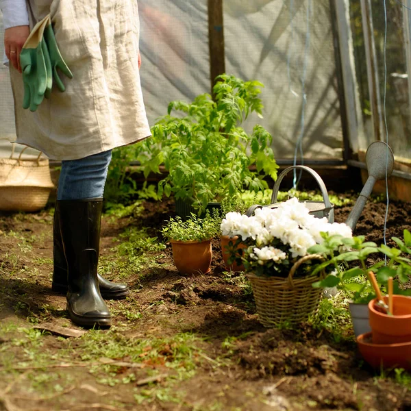 有机食品概念 穿着亚麻布围裙 雨靴和园艺手套的女人呆在水罐 粘土罐和装有植物 西红柿 薄荷的水桶附近 — 图库照片