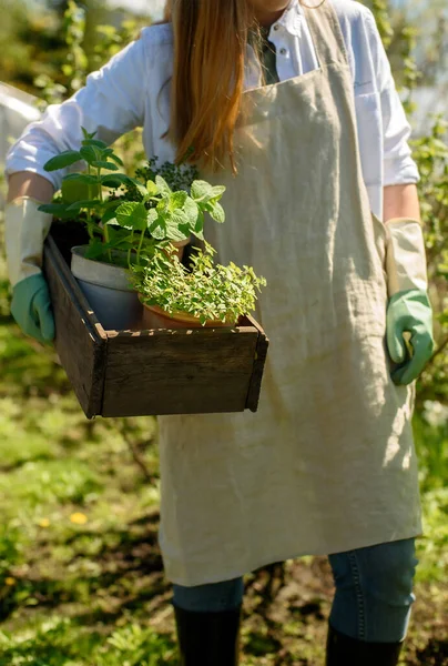 Una Donna Bianca Grembiule Lino Guanti Giardinaggio Tiene Una Scatola — Foto Stock