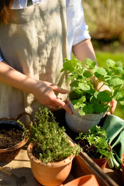 Uma Mulher Branca Dia Ensolarado Avental Linho Está Envasando Plantas — Fotografia de Stock