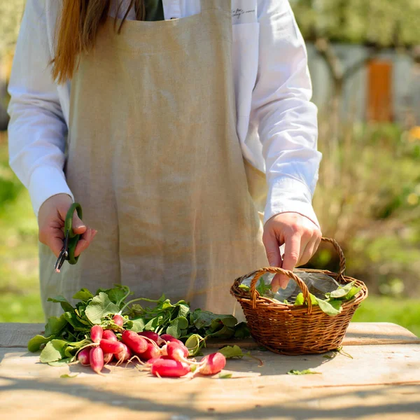 Organic Food Concept Woman Harvests Redish Small Farm Лицензионные Стоковые Изображения