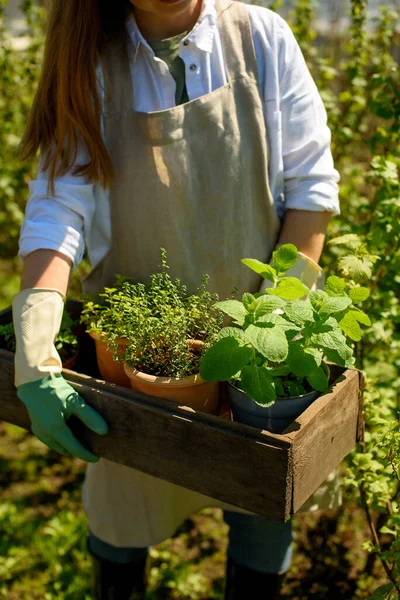 Egy Fehér Vászon Kötényben Kertészkesztyűben Tart Egy Fadobozt Növényekkel Egy Stock Fotó