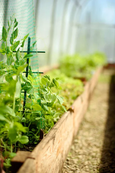 Előnézet Tágas Megbízható Üvegház Borsóval Zöld Sorokban Szaftos Friss Zöldségek Stock Kép