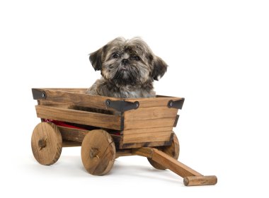 Vagon araçla Shih tzu puppy