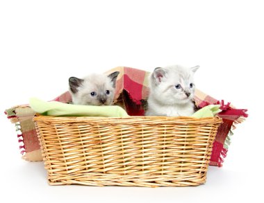 Bir sepette iki kedi yavrusu