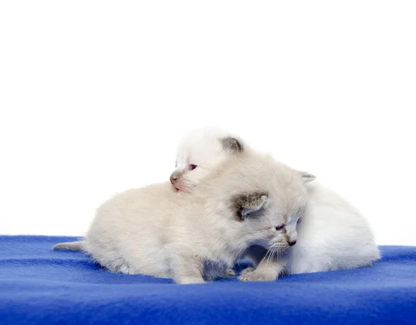 Two cute kittens on blue blanket — Stock Photo, Image