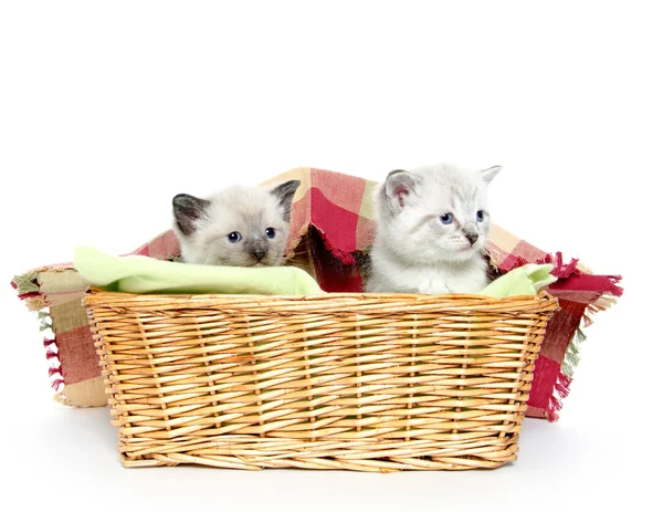Due gattini in un cesto — Foto Stock