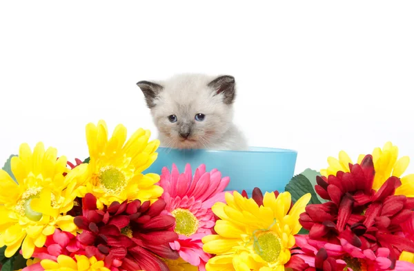 Lindo gatito iand flores — Foto de Stock