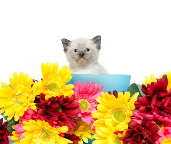 Roztomilý kotě i květiny — Stock fotografie