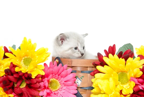 Schattige baby kitten — Stockfoto