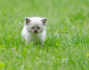 Çimenlerdeki sevimli yavru kedi.