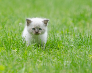 Çimenlerdeki sevimli yavru kedi.