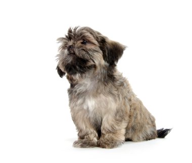 Shih tzu yavrusu