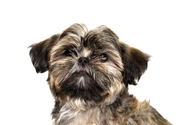 Shih tzu yavrusu