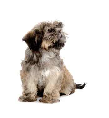 Shih tzu yavrusu
