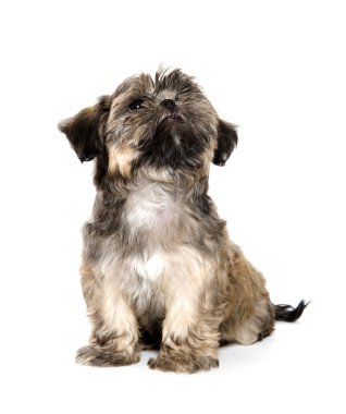 Shih tzu yavrusu