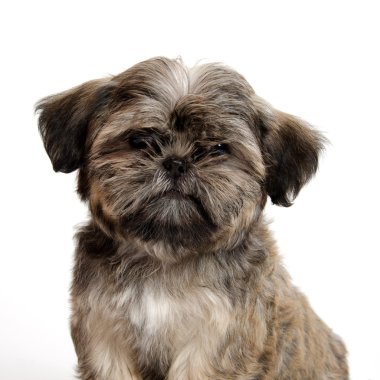 Shih tzu yavrusu