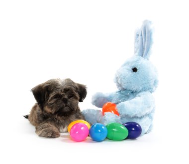 Shih Tzu and stuffed bunny