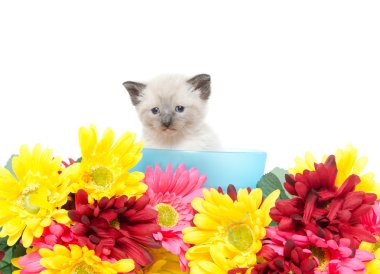 şirin kedi yavrusu toprak çiçekler