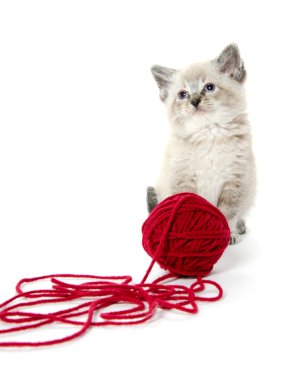 sevimli kedicik ve kırmızı iplik