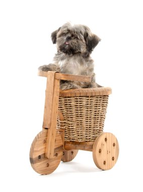 Shih tzu ve ahşap trike