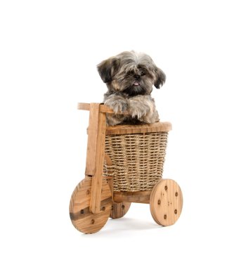 Shih tzu ve ahşap trike