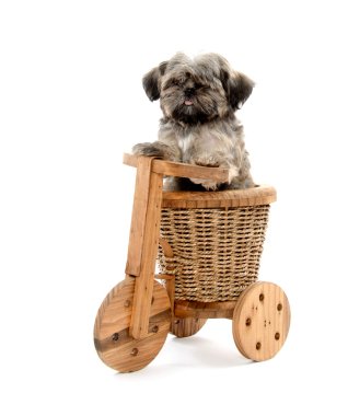 Shih tzu ve ahşap trike