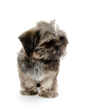 Shih tzu yavrusu