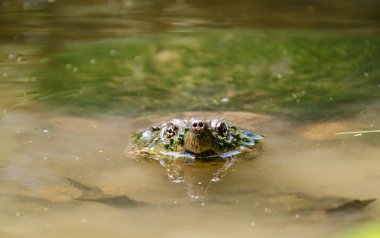 ortak yapışma kaplumbağa