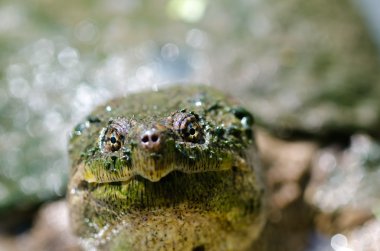 ortak yapışma kaplumbağa