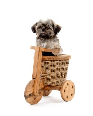 Shih tzu ve ahşap trike