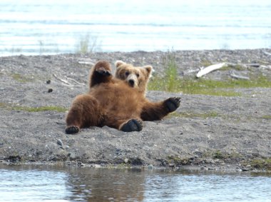 Alaskan brown bear resting clipart