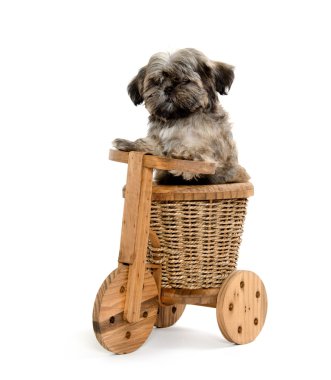 Shih tzu ve ahşap trike