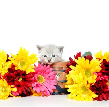 Şirin Bebek kedi yavrusu