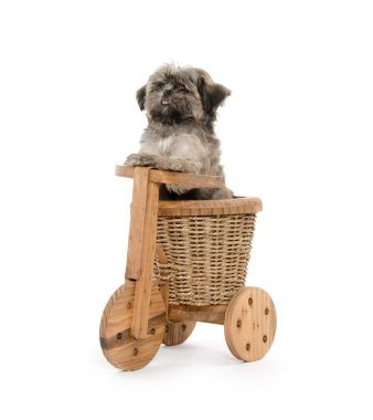 Shih tzu ve ahşap trike