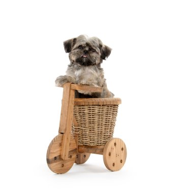Shih tzu ve ahşap trike