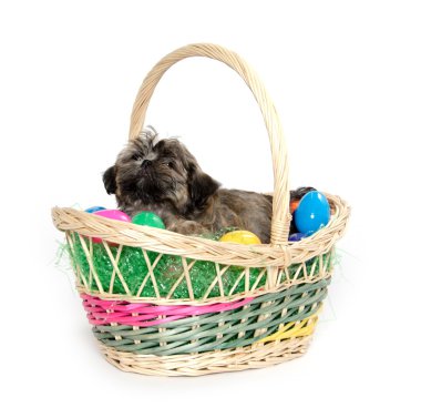 Shih tzu puppy Paskalya sepeti