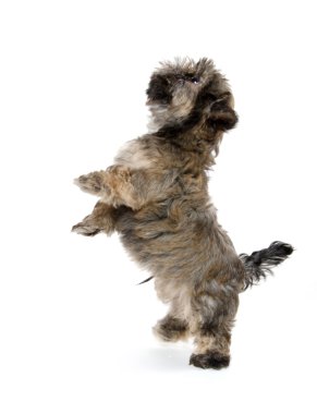 shih tzu puppy yalvarıyor