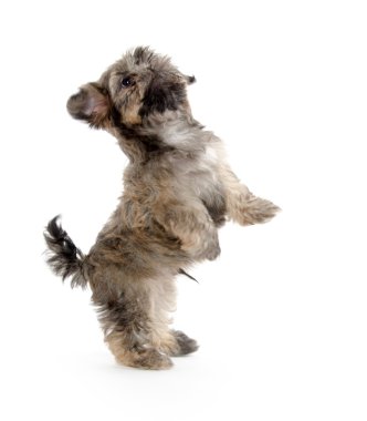 shih tzu puppy yalvarıyor