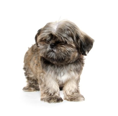 shih tzu puppy yalvarıyor