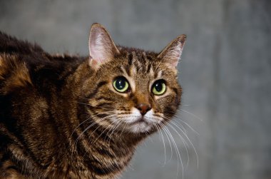 Yetişkin tekir kedi