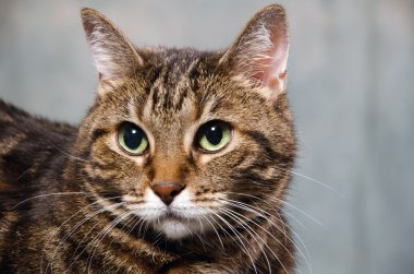 Yetişkin tekir kedi
