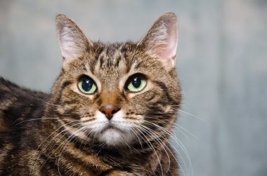 Yetişkin tekir kedi
