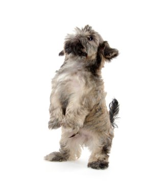 shih tzu puppy yalvarıyor