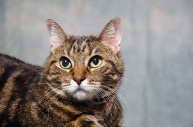 Yetişkin tekir kedi