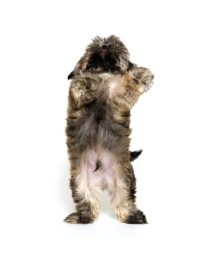 shih tzu puppy yalvarıyor