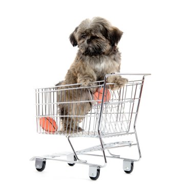 shih tzu puppy alışveriş kartı
