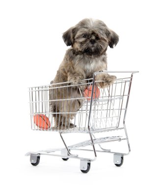shih tzu puppy alışveriş kartı