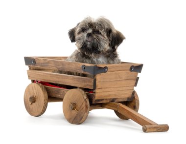 Vagon araçla Shih tzu puppy