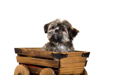 Vagon araçla Shih tzu puppy