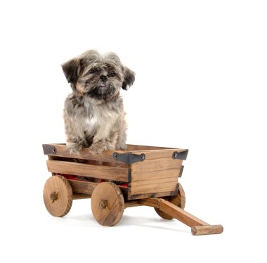 Vagon araçla Shih tzu puppy
